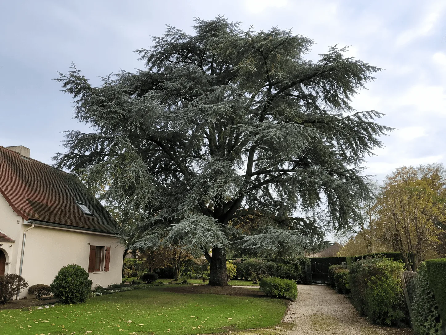 Élagage d’un cèdre mature avant travaux